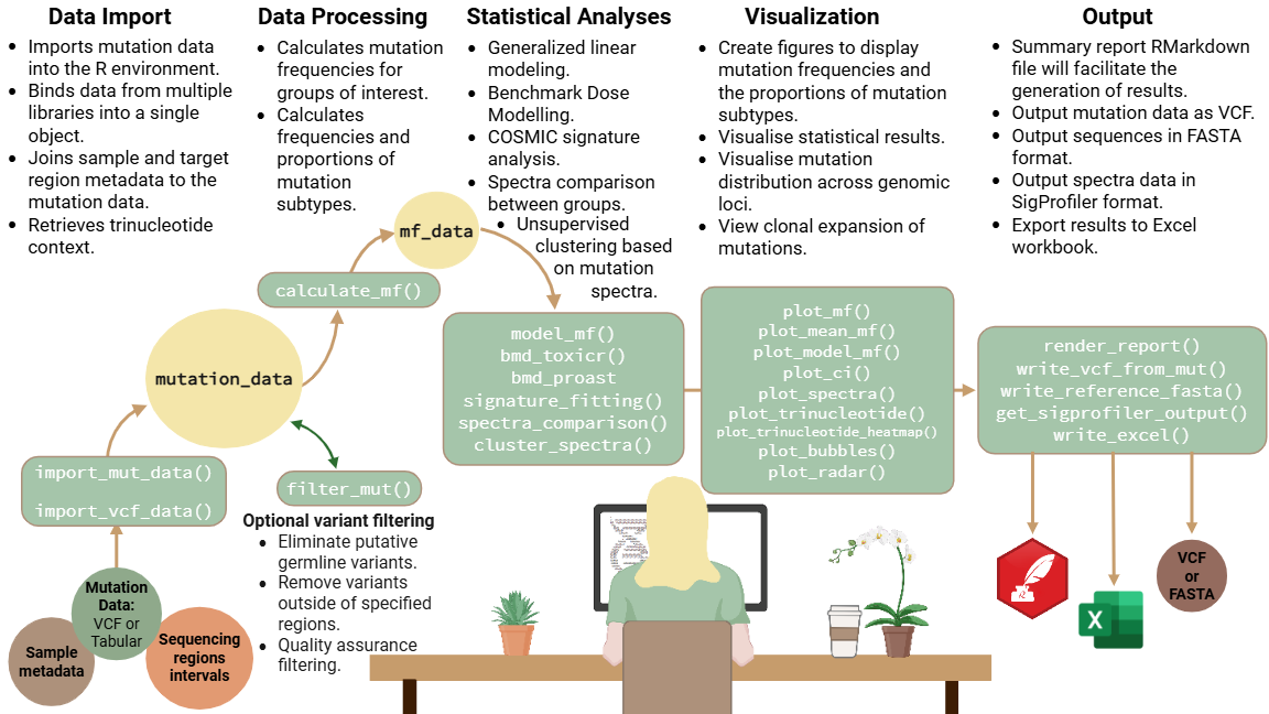 A Flowchart showing MutSeqR's function utility and workflow: Data Import, Data Processing, Statistical Analyses, Visualization, Output. Includes a visual of a woman working at a computer.